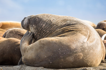 Walrus back in a group of walruses on Prins Karls Forland, Svalbardの写真素材