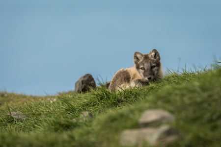 Curious arctic fox cub looking into camera Svalbardの写真素材