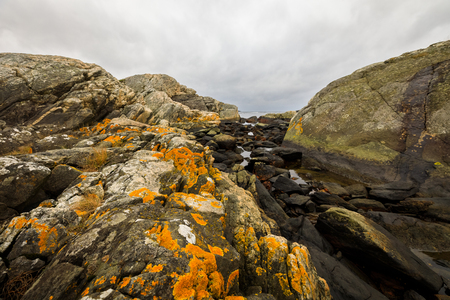 Yellow Scales, Common Orange Lichen - Xanthoria parietina - growing on rocks close to ocean in Kristiansand, Norwayの写真素材