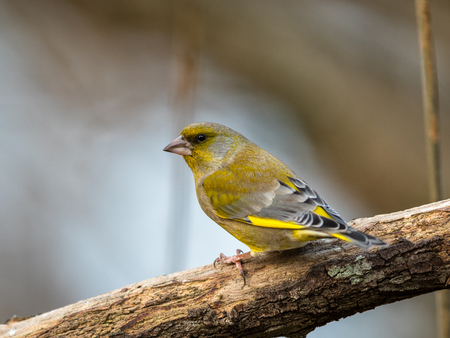 Greenfinch Chloris chloris, male bird sitting on a dead branch with soft natural backgroundの写真素材