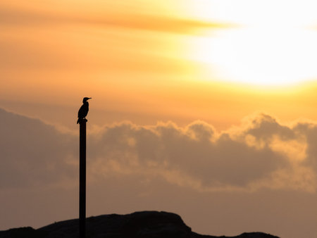 Cormorant Phalacrocorax carbo silhouette in golden evening lightの写真素材