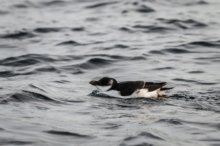 Razorbill, Alca torda, black and white bird lying in the seaの写真素材