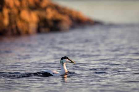 Common Eider male swims in the calm blue sea in winterの写真素材
