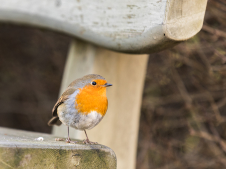 European robin, Erithacus rubecula, sitting on a bench in winterの写真素材