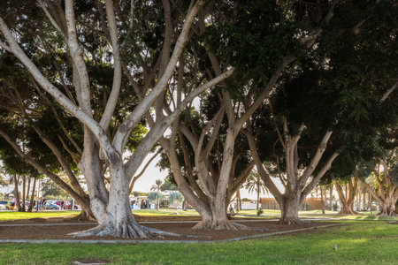 Puerto Rico, Gran Canaria in Spain - December 14, 2017: Park with beautiful trees in Puerto Rico in...