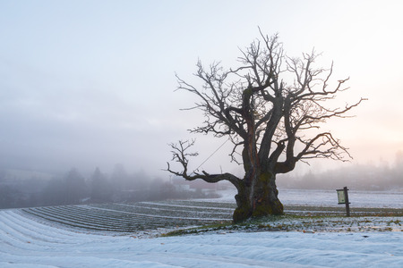 Old Oak Tree in winter landscape with fog. Mollestadeika. One of the largest oak trees in Norway.の写真素材