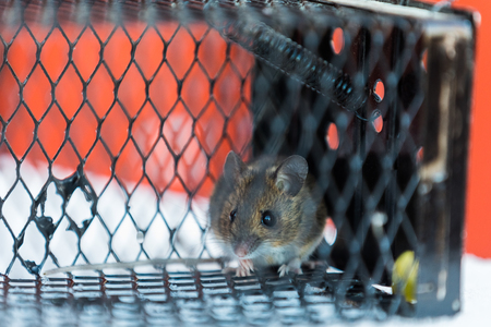 A Wood Mouse, Apodemus sylvaticus, in a live catch trapの写真素材