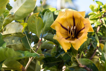 Flower and leaves of Solandra maxima, cup of gold vine, golden chalice vine. Gran Canaria, Spainの写真素材