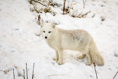 Male arctic fox with winter fur, standing on snow.