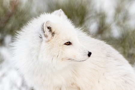 Arctic fox with winter fur, looking to the right, close- up with snow and bushes in the background. Male animal.の写真素材