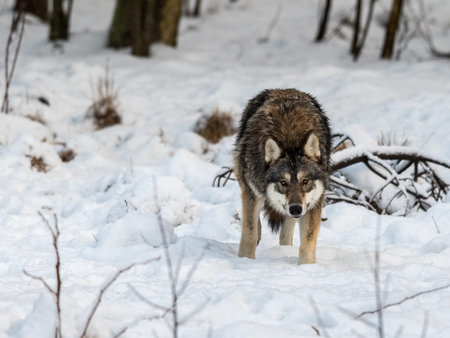 Gray wolf, Canis lupus, standing looking at camera, in a snowy winter forest. Captive animals in...