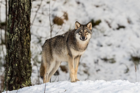 Gray wolf, Canis lupus, standing in a snowy winter forest. Captive animals in Dyreparken,...
