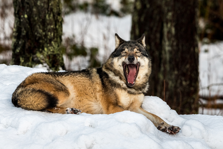 Grey wolf, Canis lupus, lying down and yawning, in a snowy winter forest. Also known as timber wolf or timberwolf. Captive animals in Dyreparken, Kristiansand, Norwayの写真素材