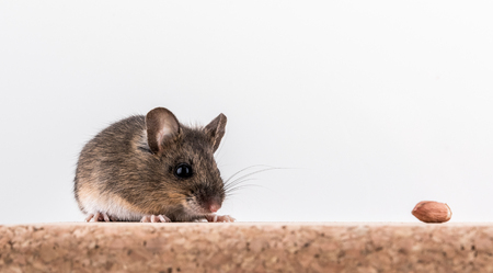 Side view of a wood mouse, Apodemus sylvaticus, sitting on a cork brick with light background, sniffing some peanutsの写真素材