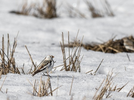 Snow bunting, Plectrophenax nivalis, sitting in snow on a field in spring in Sogne, Norwayの写真素材