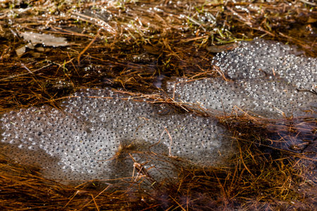 Frog eggs from the Common Frog, Rana temporaria. Several clusters lying in water in april. Birkenes,...