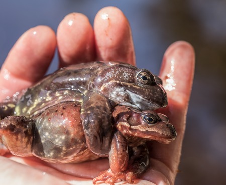 Hand holding two common frogs, Rana temporaria, male and female mating. Amplexus.の写真素材