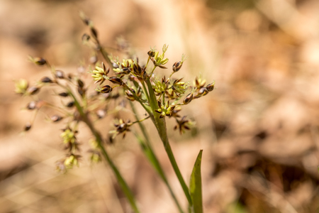 Hairy wood-rush, Luzula pilosa, flowering in april. Norway, Europe.の写真素材