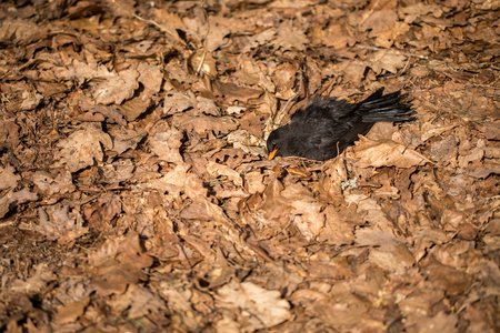 Dead bird lying in dead oak leaves. Blackbird, Turdus merula, lying in brown leaves on the ground.の写真素材