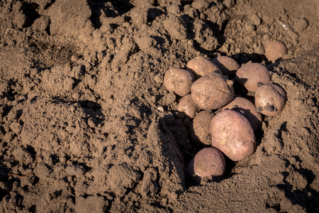 Seed potatoes in soil outdoors on a sunny day. Copy space.の写真素材