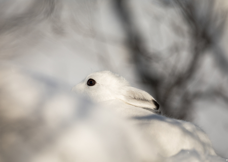 The mountain hare, Lepus timidus, in winter pelage, hiding in the snowy winter landscape in Setesdal, Norwayの写真素材