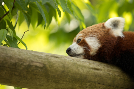 Red panda bear resting on a log, looking depressed and tired. Green forest in the background.の写真素材