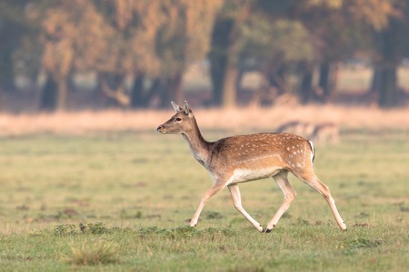 Fallow Deer, Dama dama, female running on the grass in Dyrehave, Denmark.の写真素材