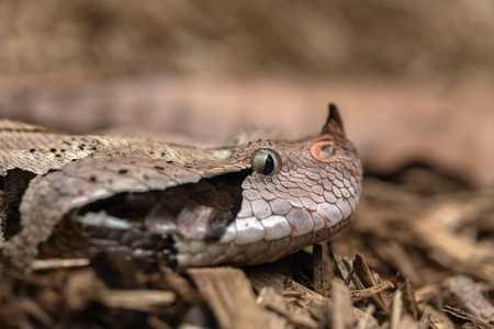 Gaboon viper, Bitis gabonica, side view of headの写真素材