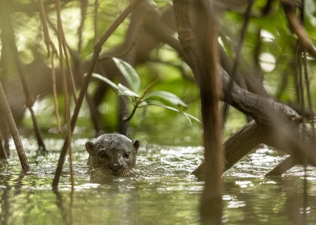 One wild Smooth Coated Otter, Lutra perspicillata, between the mangrove trees.の写真素材