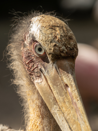 Ugly, skeptical looking bird, marabou stork, Leptoptilos crumenifer, close up of the head, upper beak and eyesの写真素材
