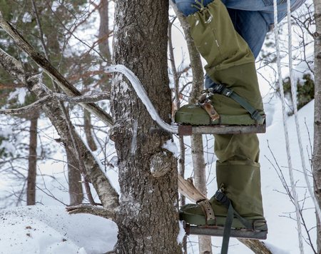 Legs of a man climbing a tree with pole climbers on his feet. Winter.の写真素材