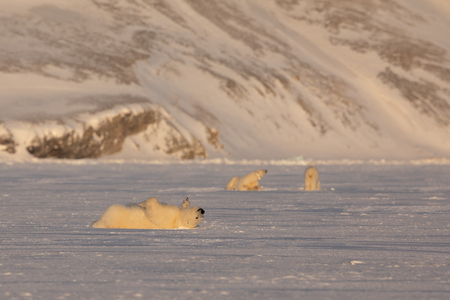 Young polar bear, Ursus maritimus, lying down rolling over on the ice, mother and siebling in the background. Svalbardの写真素材