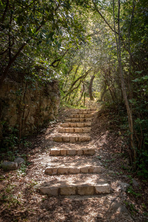 Stone stairs in a forest in Mlini, Croatia.の写真素材