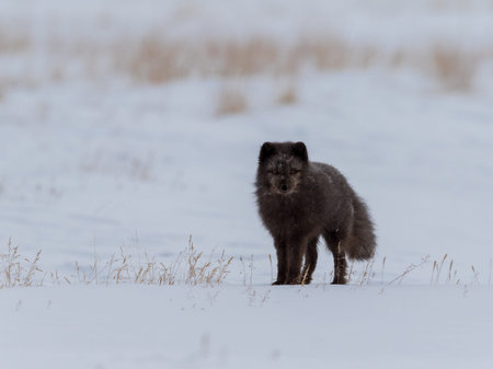 Arctic fox, Vulpes lagopus, blue fox in the snowの写真素材
