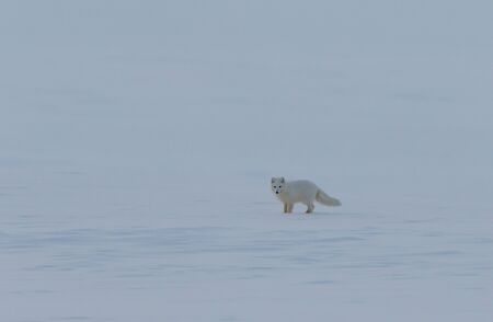 Arctic fox, Vulpes lagopus, jumping on the snow in arctic Svalbard, Spitsbergen. Norwayの写真素材