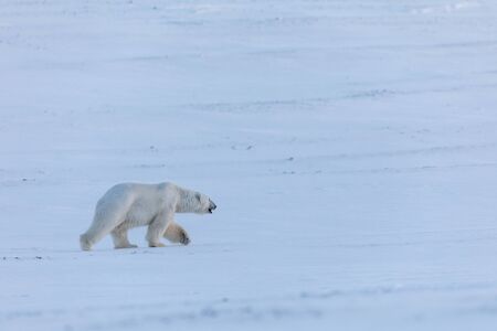 Polar Bear, Ursus maritimus, walking on the snow next to the frozen fjord Billefjorden, Svalbard.の写真素材