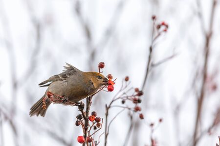 Pine grosbeak, Pinicola enucleator, female bird feeding on berriesの写真素材