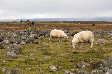Two sheep grazing in the flat, rocky landscape at Lista, Norwayの写真素材