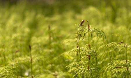 Wood Horsetail - Equisetum sylvaticum - Green Nature Backgroundsの写真素材
