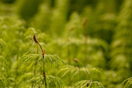 Wood Horsetail - Equisetum sylvaticum - Green Nature Backgroundsの写真素材