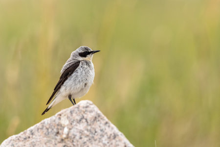 Northern Wheatear- Oenanthe oenanthe - Male bird sits on a rock with green natural background