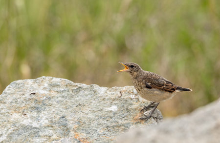 Juvenile Northern Wheatear, Oenanthe oenanthe. Young bird begging for foodの写真素材
