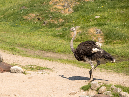 Common Ostrich, Struthio camelus, big bird walking outdoors in a big enclosure