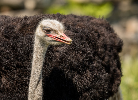 Common Ostrich, Struthio camelus, big bird up close