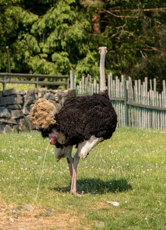 Ostrich, Struthio camelus male takes a big shit in the green grass outdoorsの写真素材