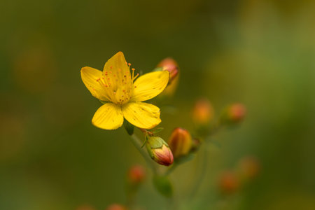 Hypericum pulchrum is a flowering plant in the family Hypericaceae, commonly known as slender St...