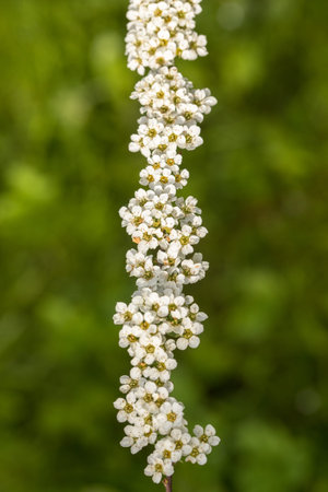 Spiraea cinerea - Grefsheim - spirea flowers on green background hybrid garden species