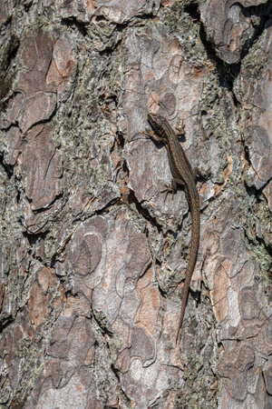 Viviparous lizard - Zootoca vivipara - male reptile sits on the bark of a pine tree - Pinus...