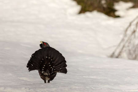 Winter display on snow male Capercaillie - Tetrao urogallus - tail seen from behindの写真素材