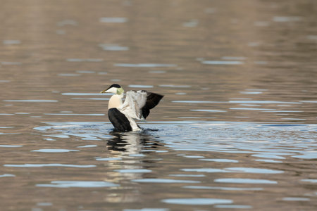 Common Eider - somateria mollissima - male bird spreading wings in waterの写真素材